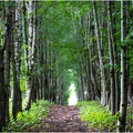 Die Allee