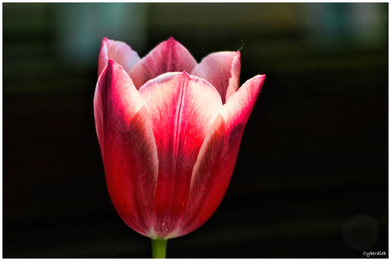 Diese Tulpe.jpg