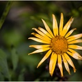 HDR Flower