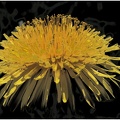 Löwenzahn Blüte