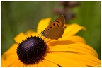 Schmetterling auf  Blüte