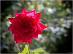 Rose in der Morgensonne