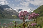 Wildblumen am Mooserboden