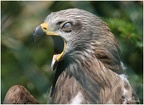 Böser Adler