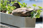 Ente im Blumenkasten