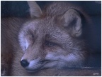 Fuchs