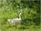 Gans