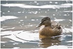 Kleine Ente im See