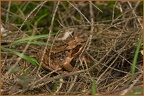 Kröte im Wald