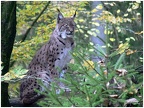 Luchs