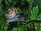 Schnecke on Tour