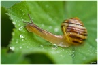 Schnecke