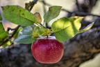 Apfel