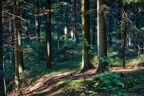 Wald