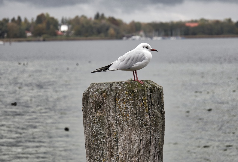 Möve am Steg.jpg