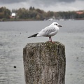Möve am Steg
