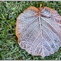 Haselnuss Blatt