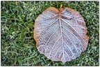 Haselnuss Blatt