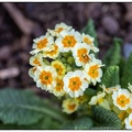 Schlüsselblumen