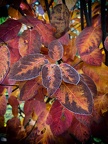 Felsenbirne im Herbst
