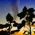 Sommerabend