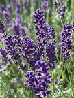 Lavendel