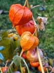 Physalis