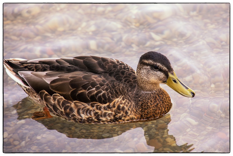 Ente auf Futtersuche.jpg