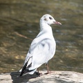 Möwe am See