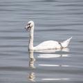 Schwan