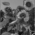 Black a White Sunflower