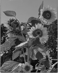 Black a White Sunflower