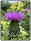 Distel im Wald