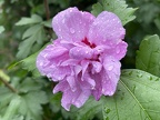 Hibiskus