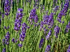 Lavendel