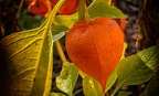 Physalis