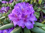 Rhododendron