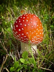 Fliegenpilz im Garten