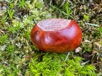 Kastanie