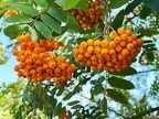 Vogelbeeren