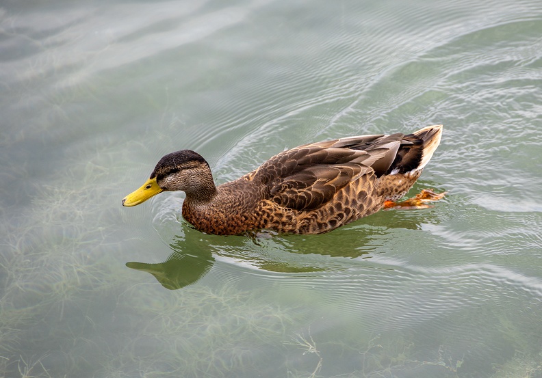 Stockente  Chiemsee.jpg