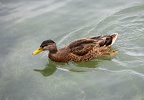 Stockente  Chiemsee