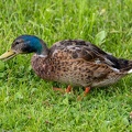 Stockente Männchen