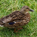 Stockente Weibchen