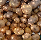 Kartoffelernte-2023