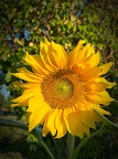 Gelbe Sonnenblume