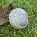 Schneckenhaus