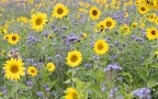 Sonnenblumen- Wiese