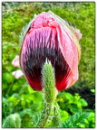 Mohn Knospe