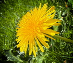 Pusteblume